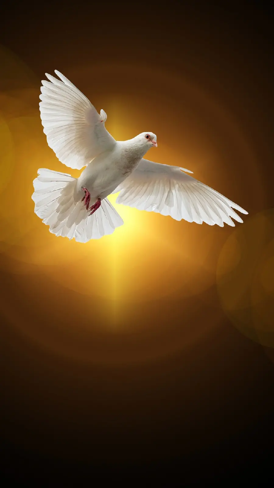 Download poster of white pigeon flying against the golden rays of the sun