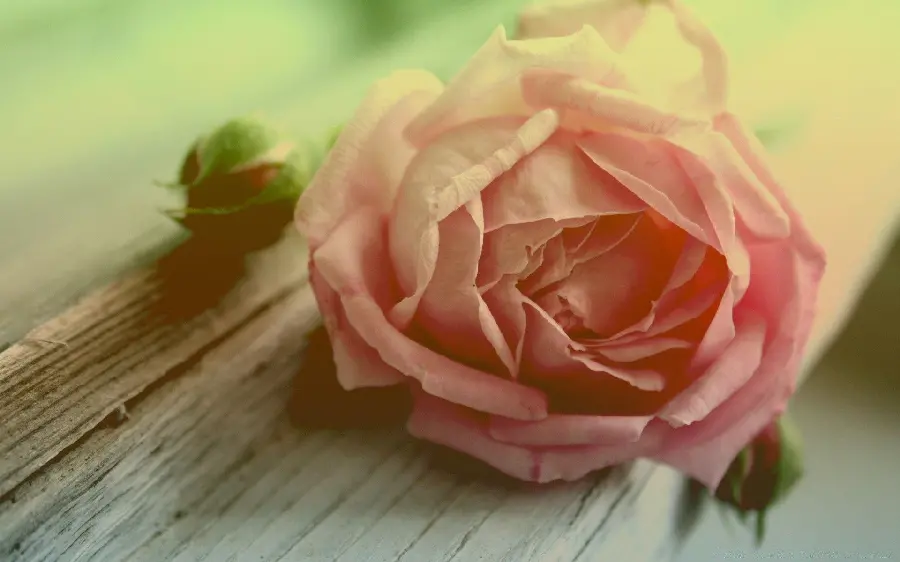 Beautiful peach rose wallpaper for computer 