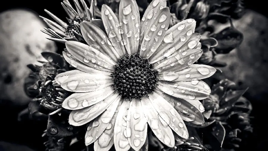A masterpiece stock photo of a beautiful flower with a black and white theme and HD quality