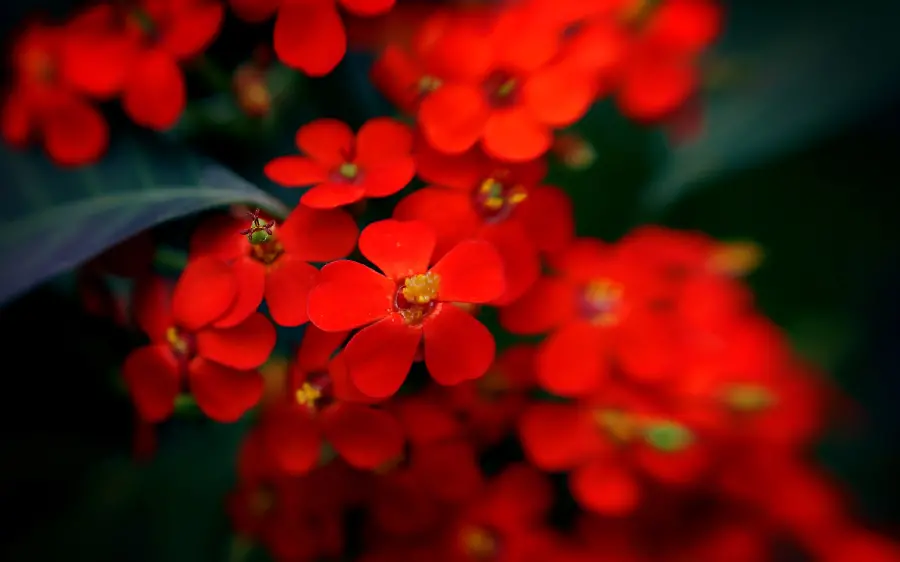 New and brilliant profile photo of tiny red flowers