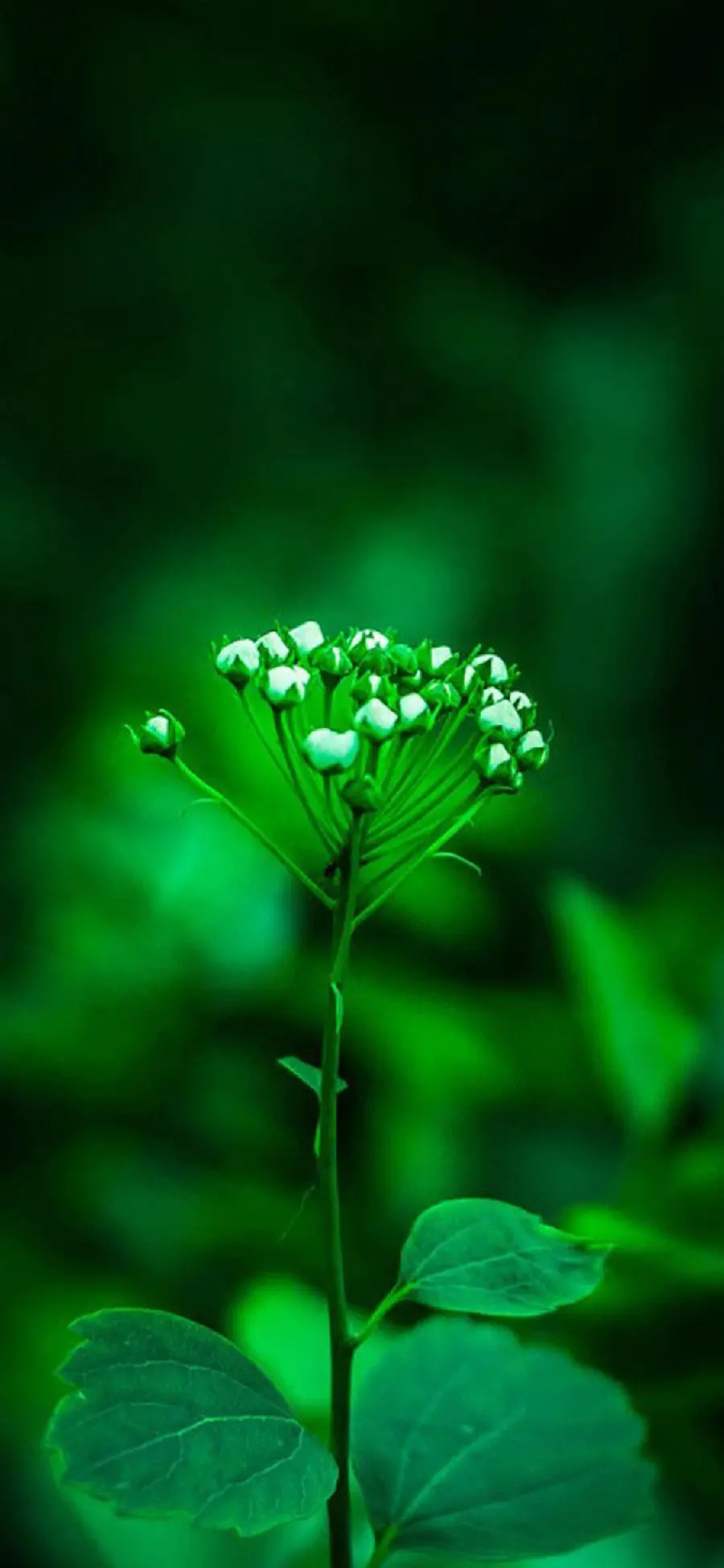The most popular green plant background in Full HD quality 