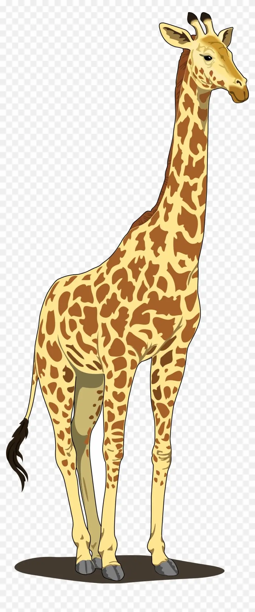 Free download of a cartoon giraffe photo with a green screen background for use in making videos and composite photos