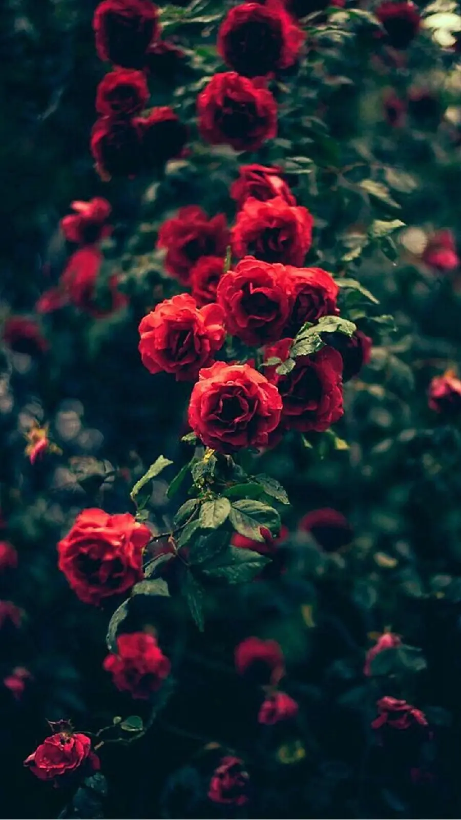 Free download of red rose background in Full HD quality
