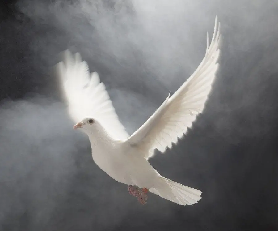 Download Stock Image of White Dove with Open Wings in Gray Space