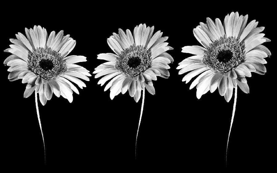 Download a Spectacular Background of Three Beautiful Black and White Flowers in 8k Quality