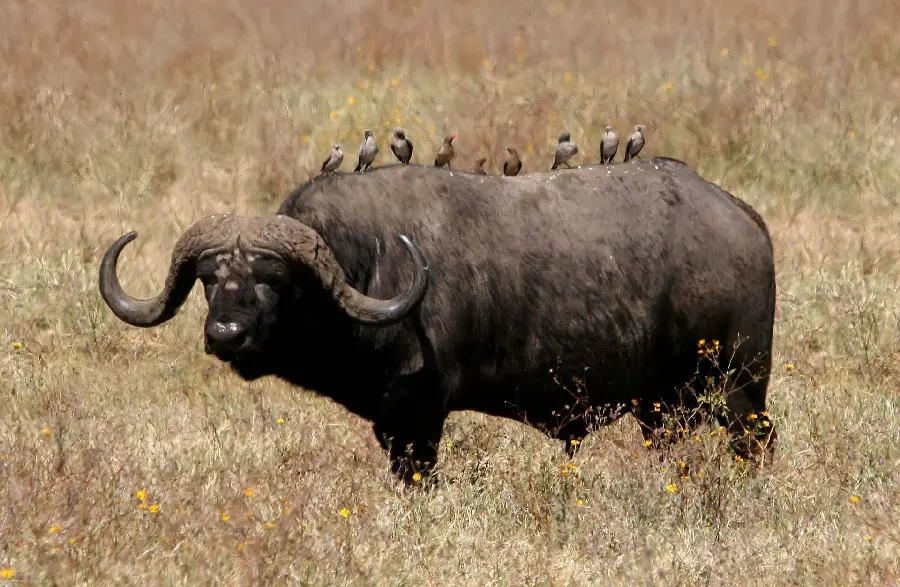 An interesting and spectacular picture of buffalo and birds