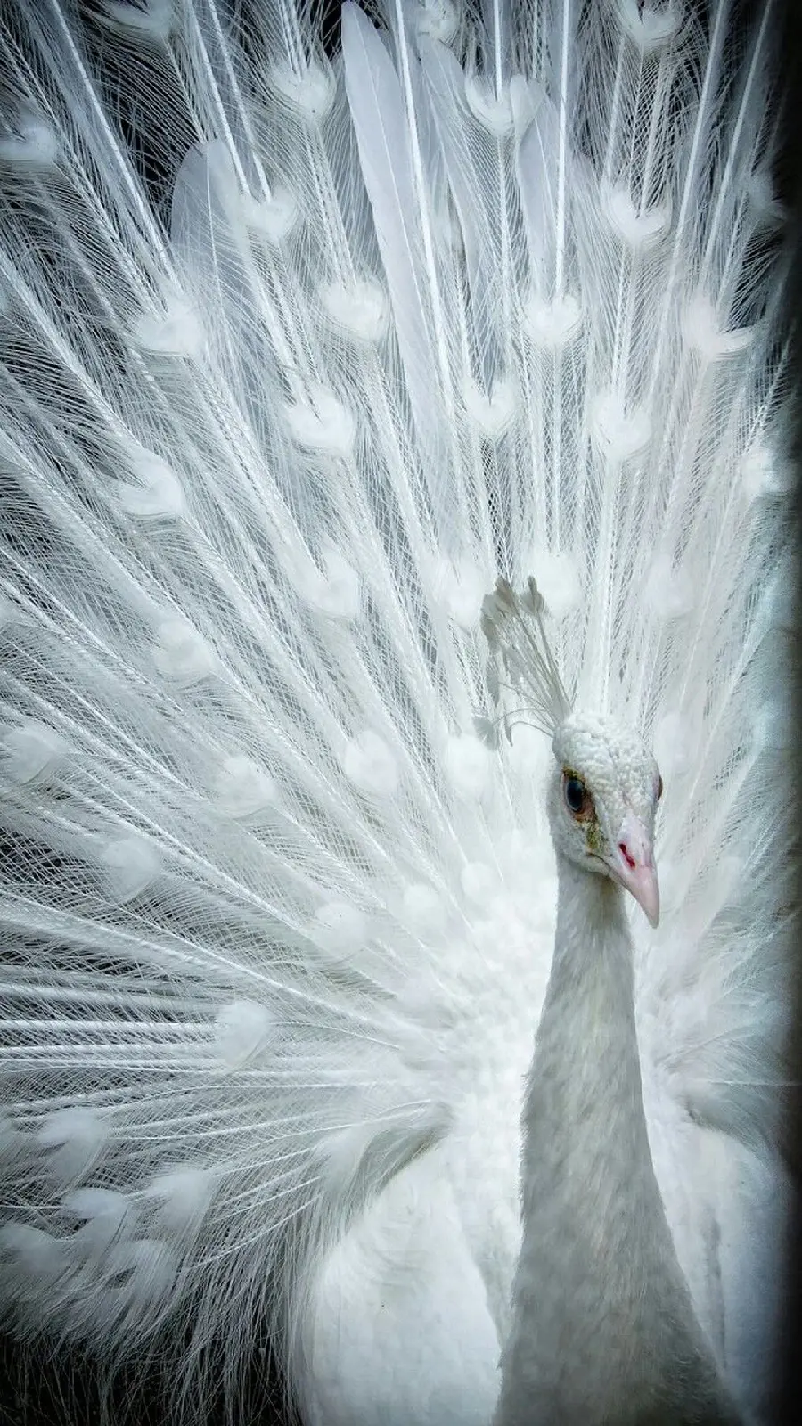 A very close and attractive profile photo of a white peacock suitable for tablets