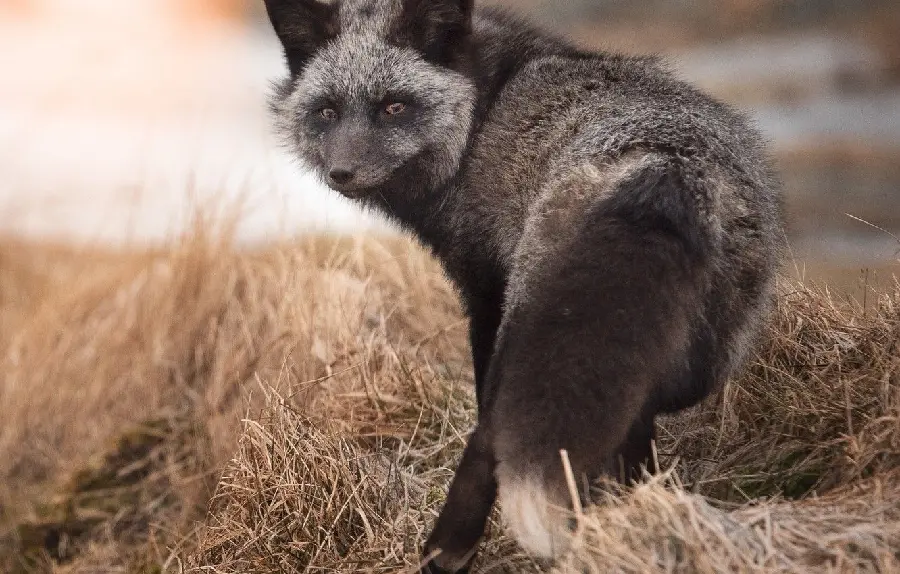 Download the attractive wallpaper of a silver fox staring behind its head in a dry meadow