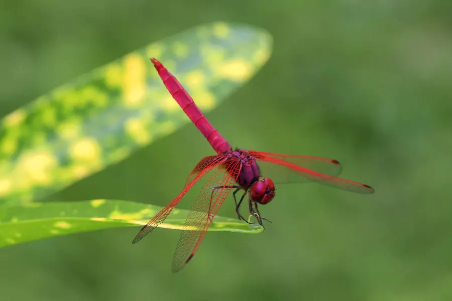 Dragonfly wallpaper hd