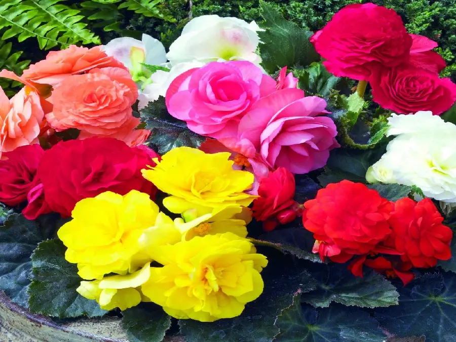 The most viewed background photo with a composition, yellow, pink, coral, red and white flowers