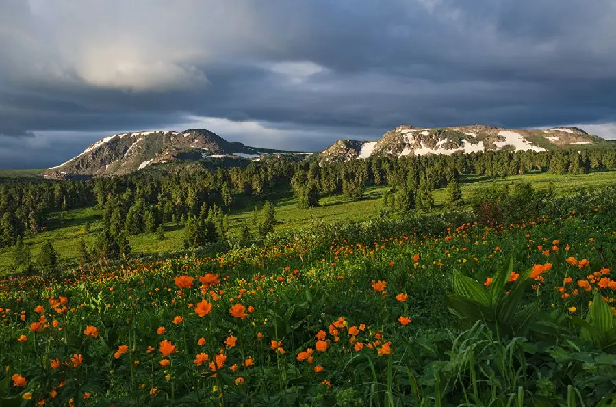 A masterpiece of lush Siberian nature in 4K quality