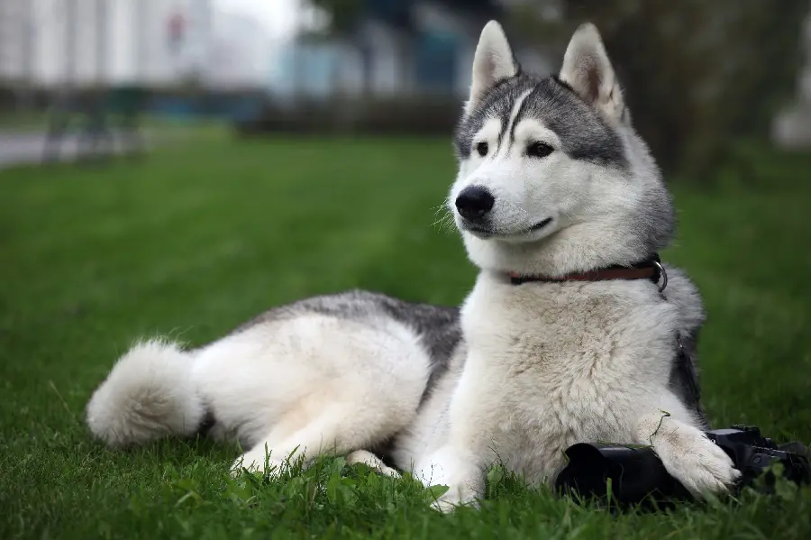 Gorgeous background of a dog sitting in the grass for Windows 12