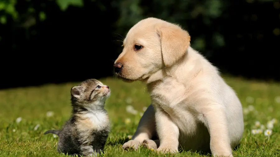 The coolest friendship background of a white dog and a cute cat together 