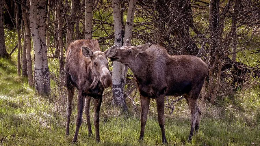 A strange background photo of two unknown animals in the forest with HD quality