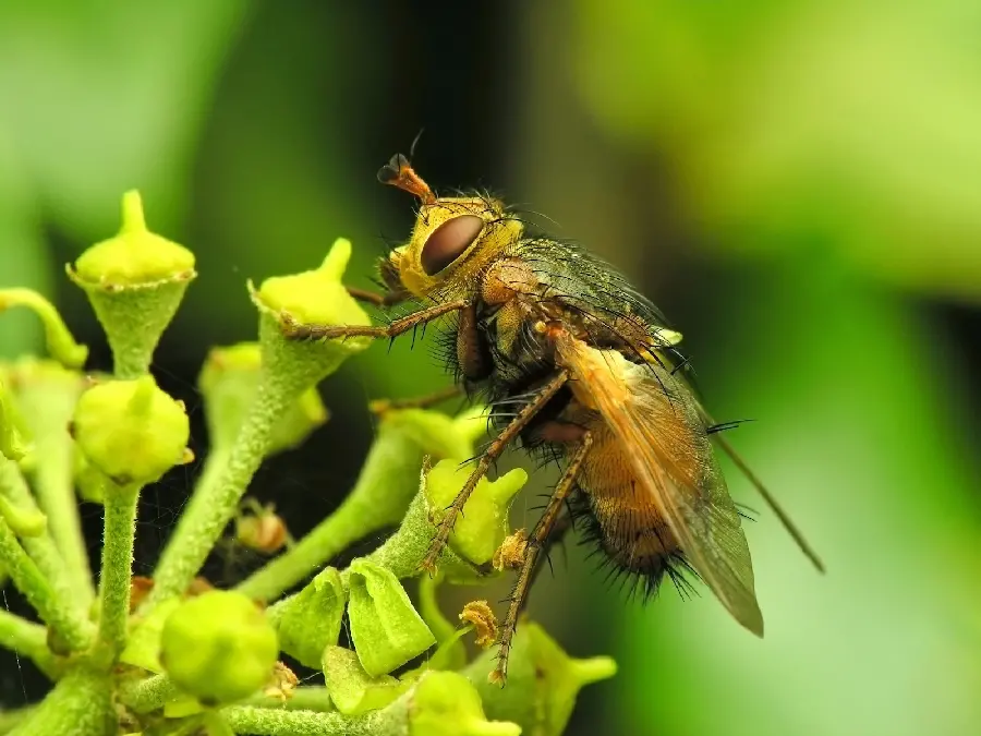 Spectacular and Detailed Wallpaper of Bee Sucking Nectar