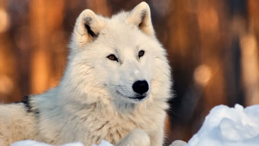 A unique picture of a beautiful and special white wolf with special quality 