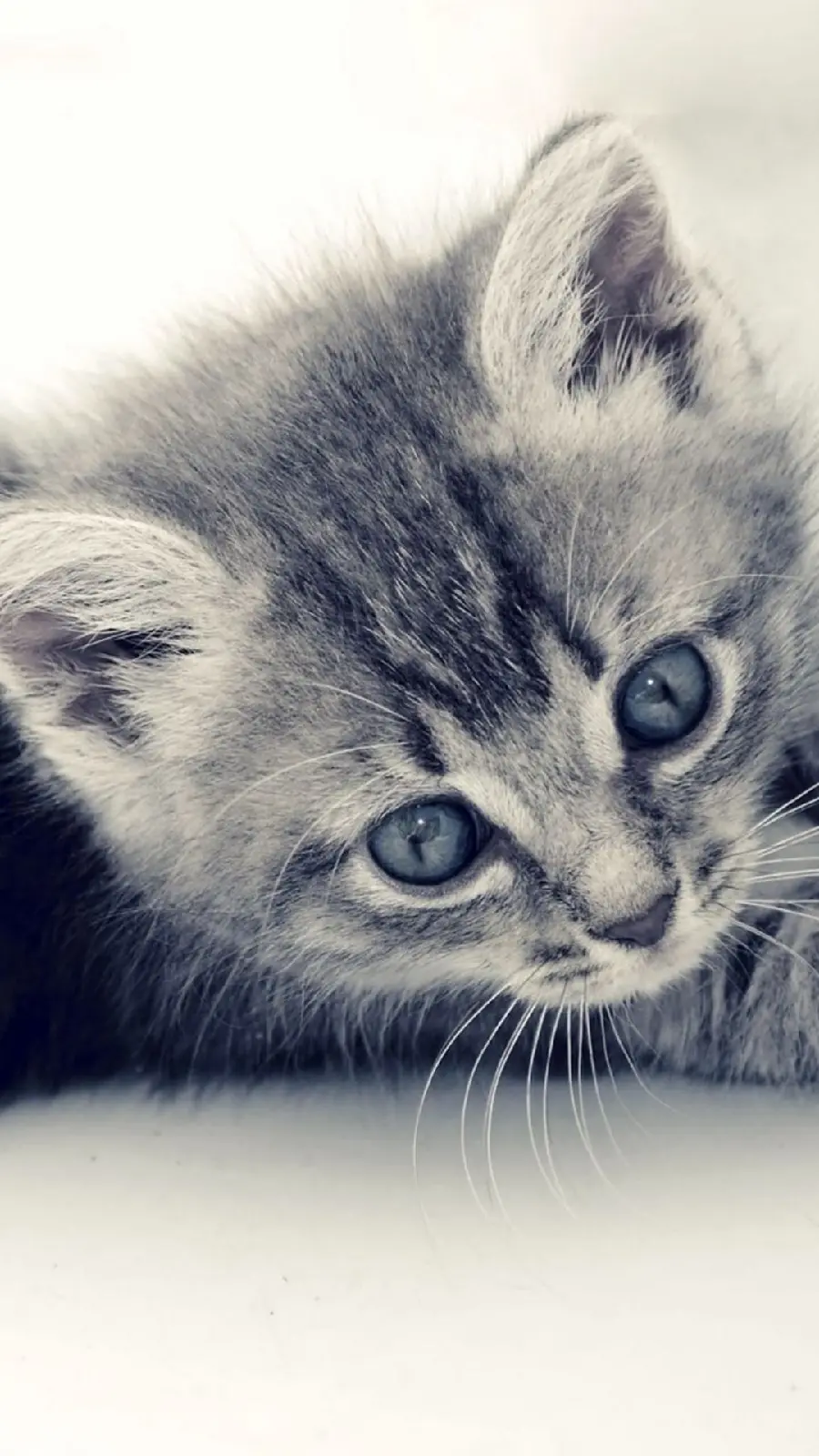 Awesome wallpaper of a very curious cat with its head down