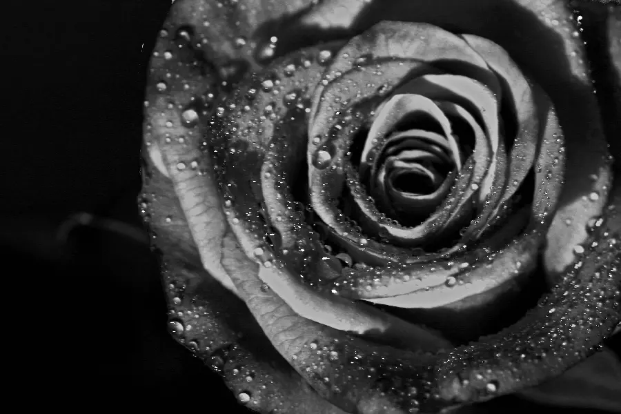Black and white wallpaper of a beautiful blooming flower with Full HD quality 