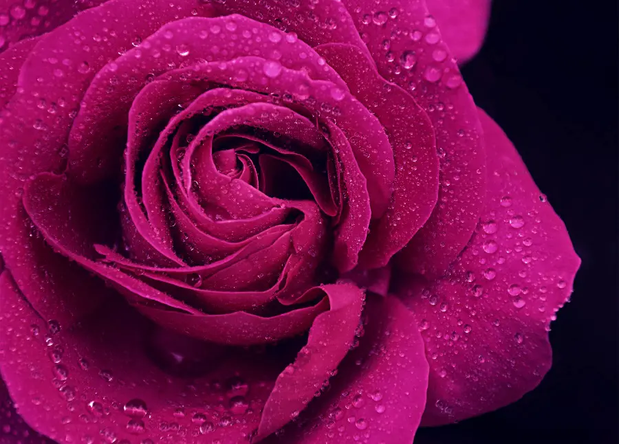 Lovely background photo of purple roses decorated with dew drops