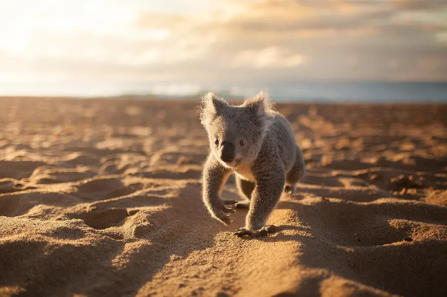 Lovely wallpaper of a koala walking on the dirt ground in the sunlight