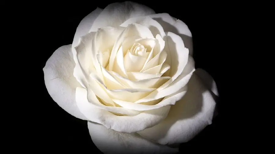 Download stock photo of a simple white rose with a low beam of light