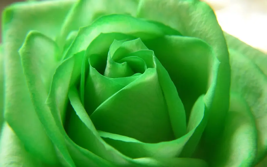 Alive vector of delicate green rose petals