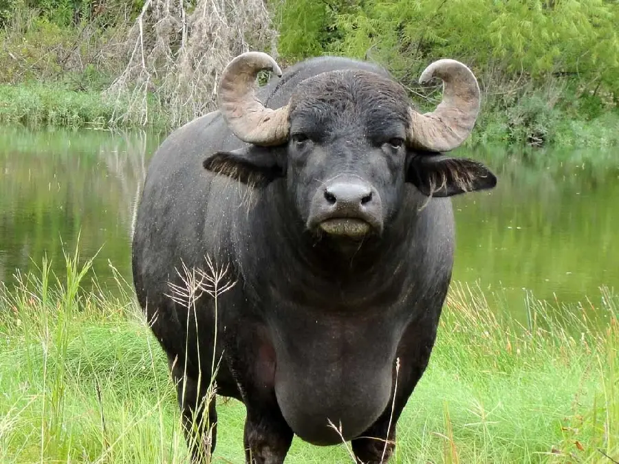 Download funny background image of buffalo in the grasslands