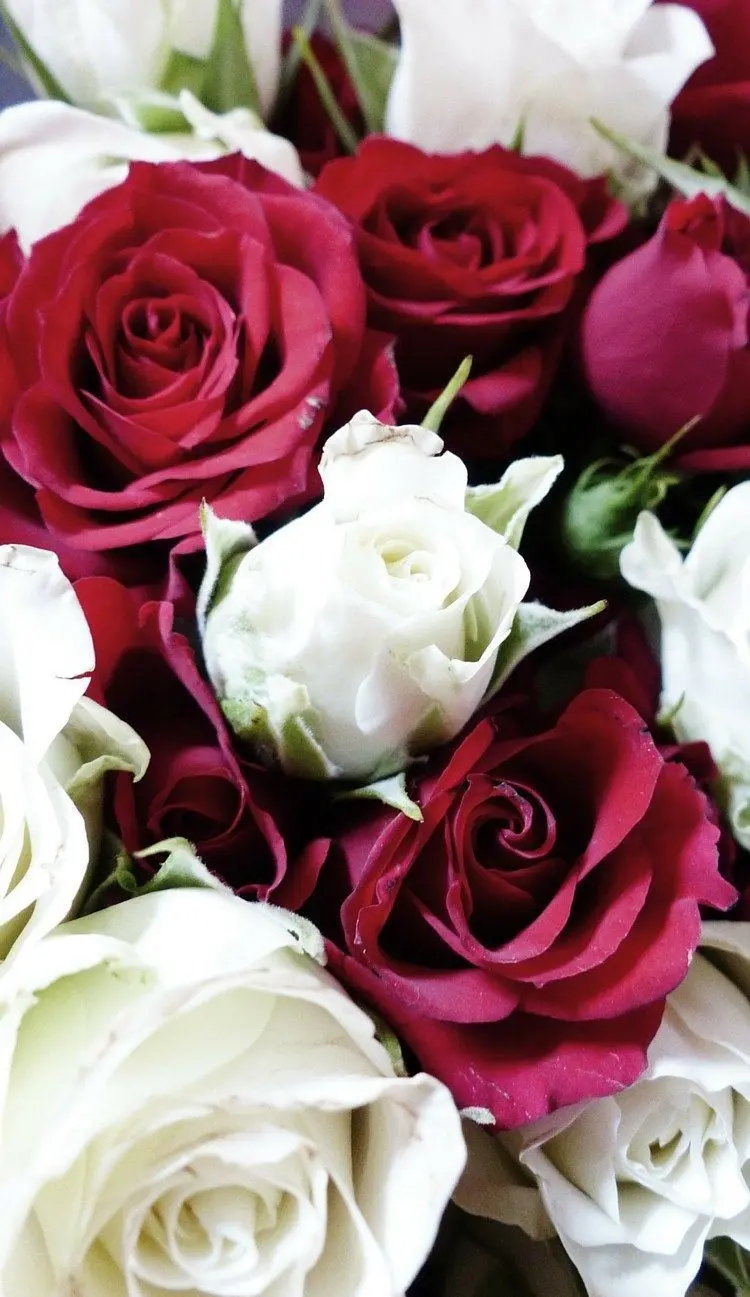 New wallpaper of red and white roses for laptops in 8k quality