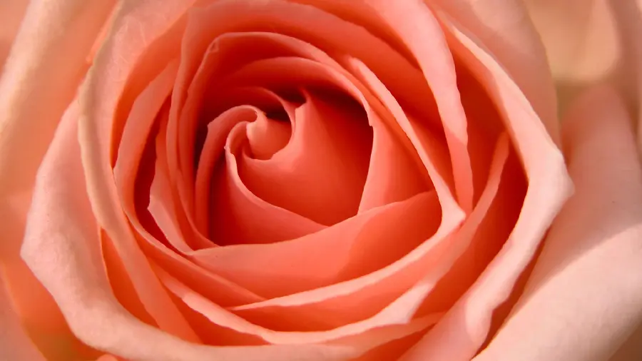 Unique peach rose wallpaper for phone