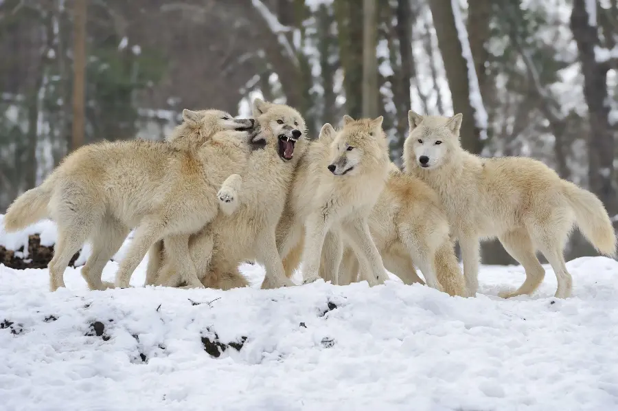 Pack White wolves in a Full HD art frame 