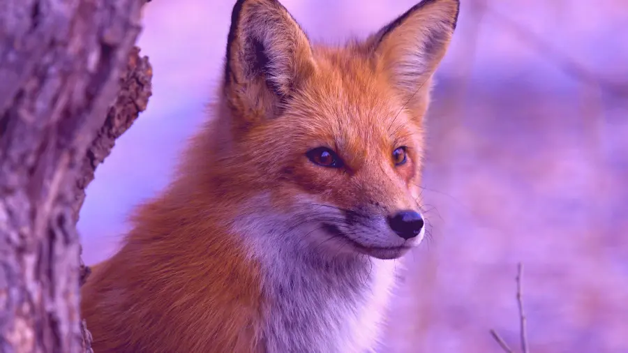 Photo with a purple background of a fox watching in the shelter of a tree