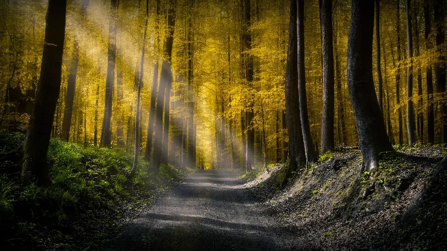 Autumn and dramatic forest road in a beautiful view for post