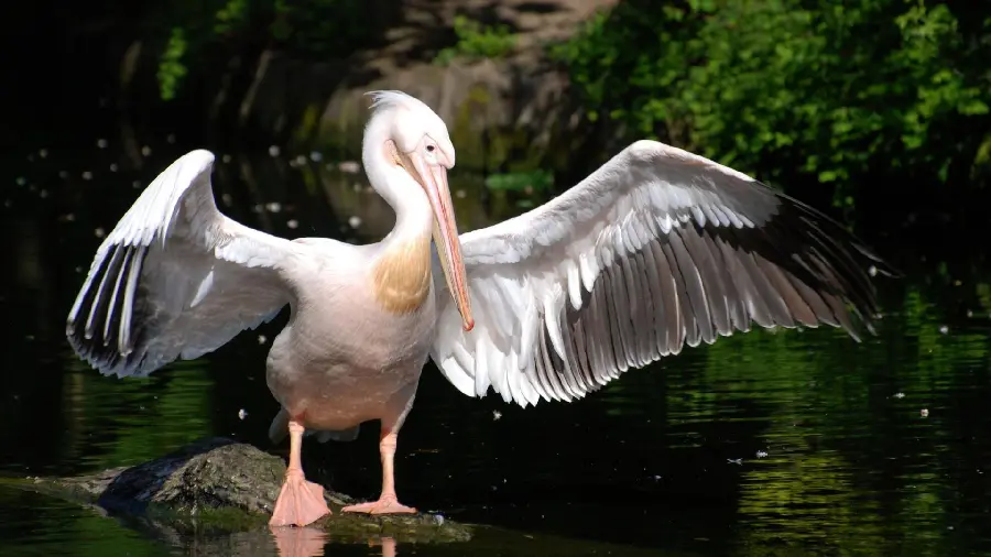 Pelican background with open wings in the forest, standing by the water on a rock