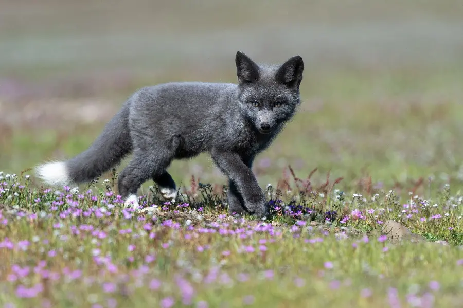 The cutest picture of a silver fox cub among wild flowers in high quality suitable for phones