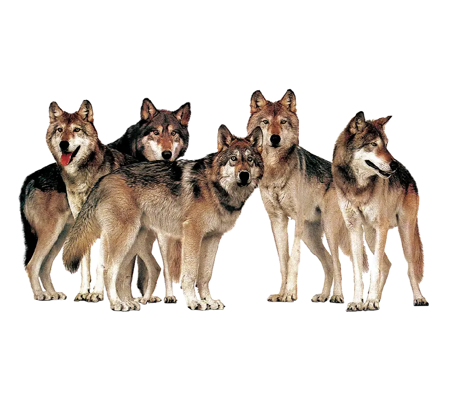 Download a spectacular PNG of a pack of predatory wolves for Photoshop 