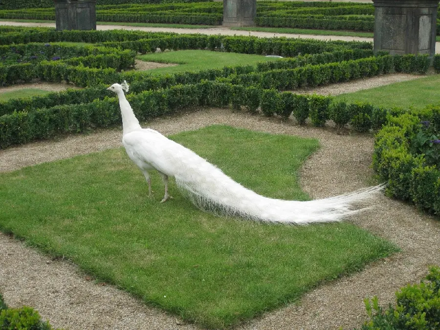 Download background of long and beautiful feathers of a white peacock in a part of a forest park