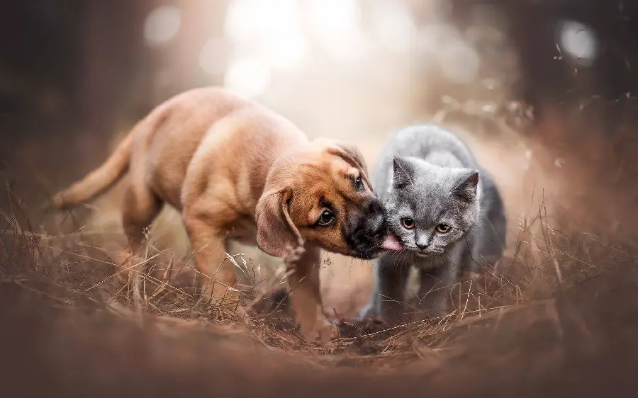 Fantasy and spectacular HD poster of dog and cat friendship for Jap