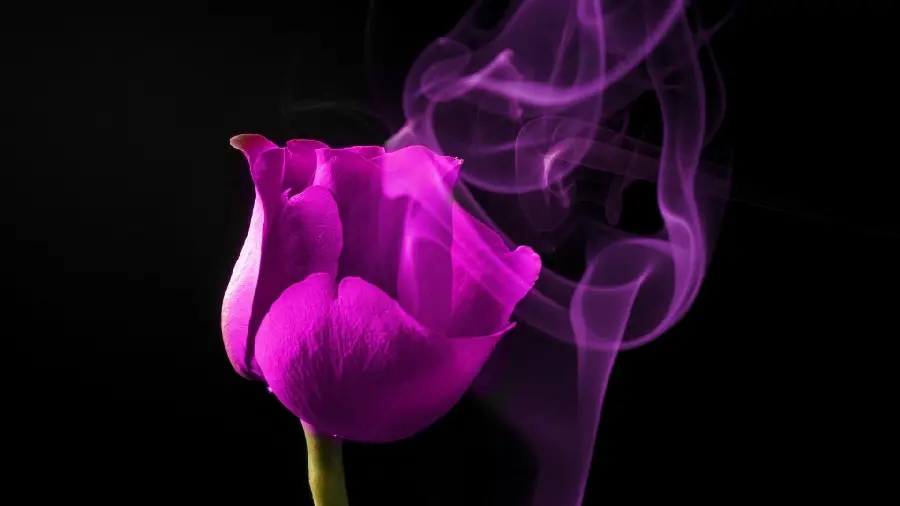 Photo Fantasy of smoke rising from purple roses