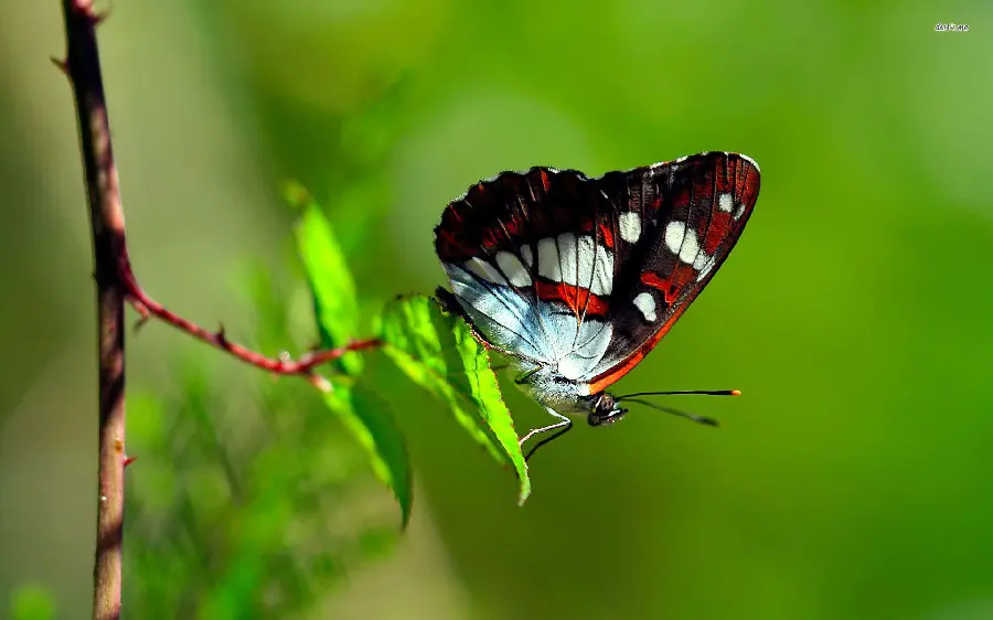 The most attractive colorful butterfly wallpaper for laptop and computer 