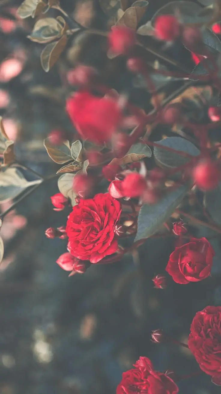 New Beautiful and Spectacular Red Rose Background for Mobile