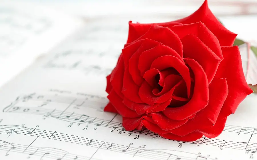 Dreamy Profile Picture of Red Flower on Music Note 