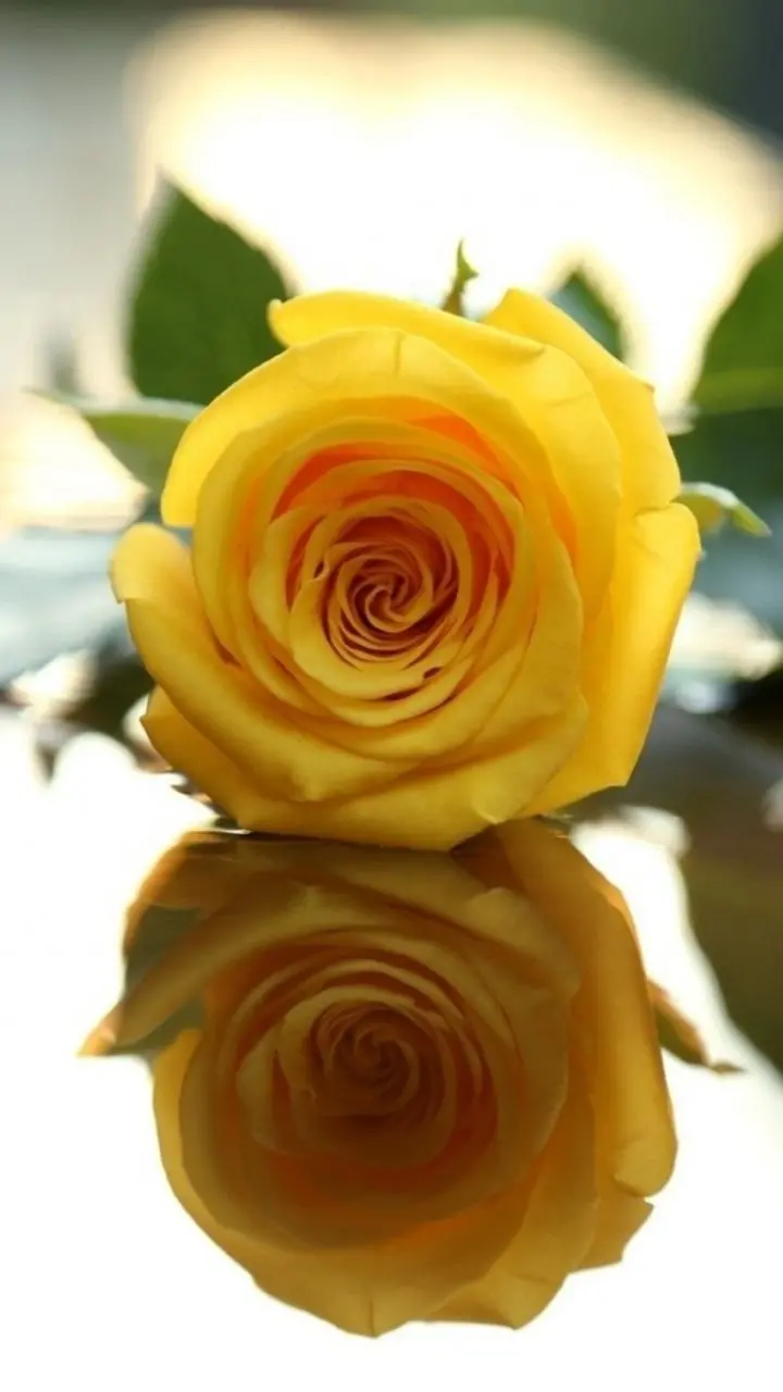 Yellow rose photo for laptop wallpaper with special quality 
