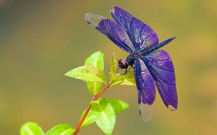 Beautiful dragonfly photo on purple flower