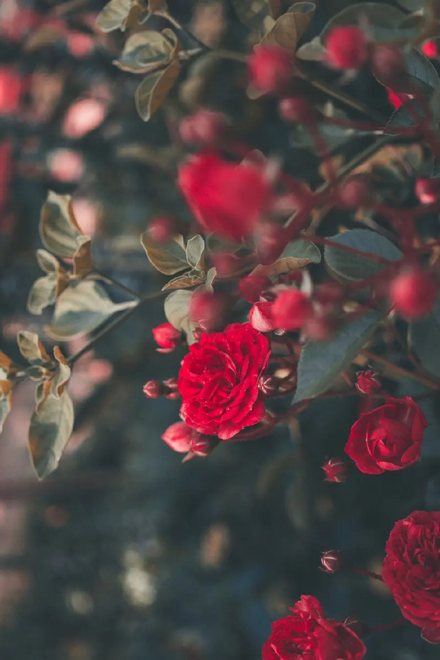 Beautiful photo of red roses and well-shaped flowers for your phone background