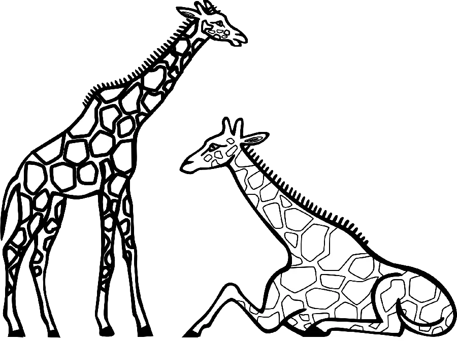 Download funny vector photo of two giraffes standing and sitting side by side for drawing