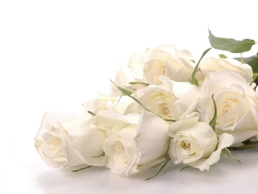 Classy white rose background in various sizes with HD quality suitable for Windows