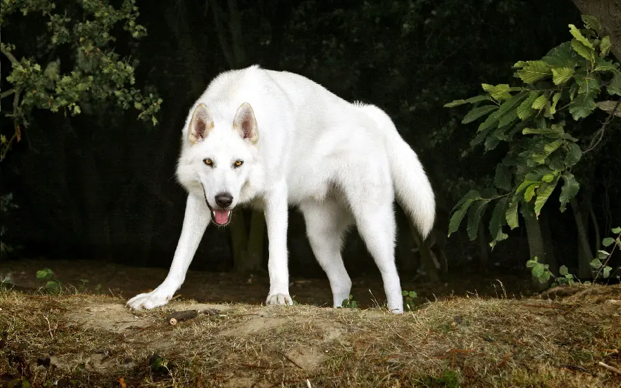 Download photo of a white and wild wolf in nature in HD quality 