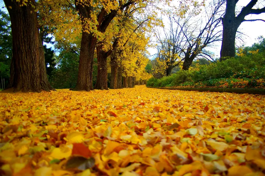 A masterpiece wallpaper of autumn forest nature with special quality for desktop 