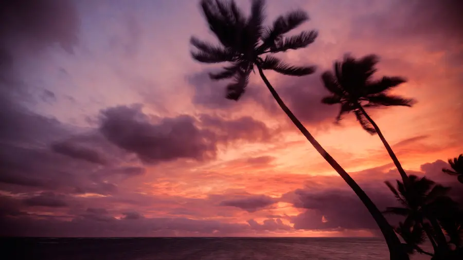 Lovely view of colorful sunset along palm trees