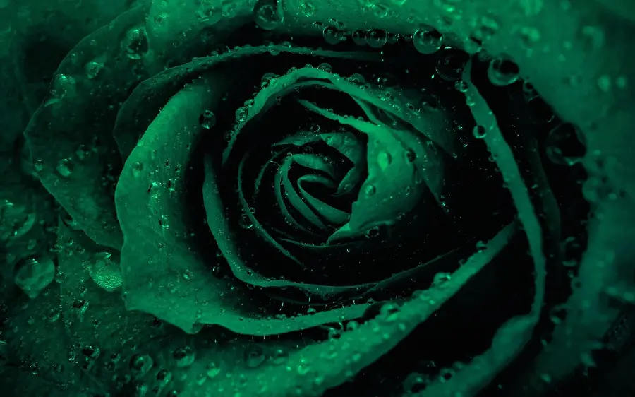 Beautiful stock photo of a dark green rose with a very good quality